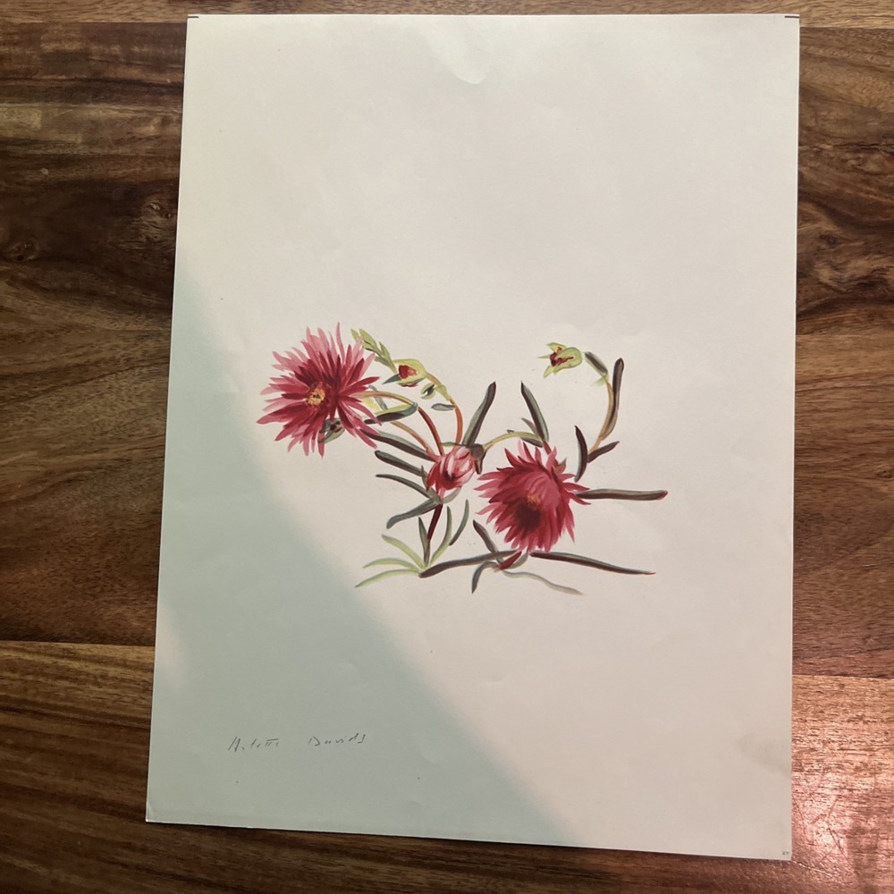 Vintage 1940 Arlette Davids Spring Flowers Mesembryanthemum Spectabilis Print 27